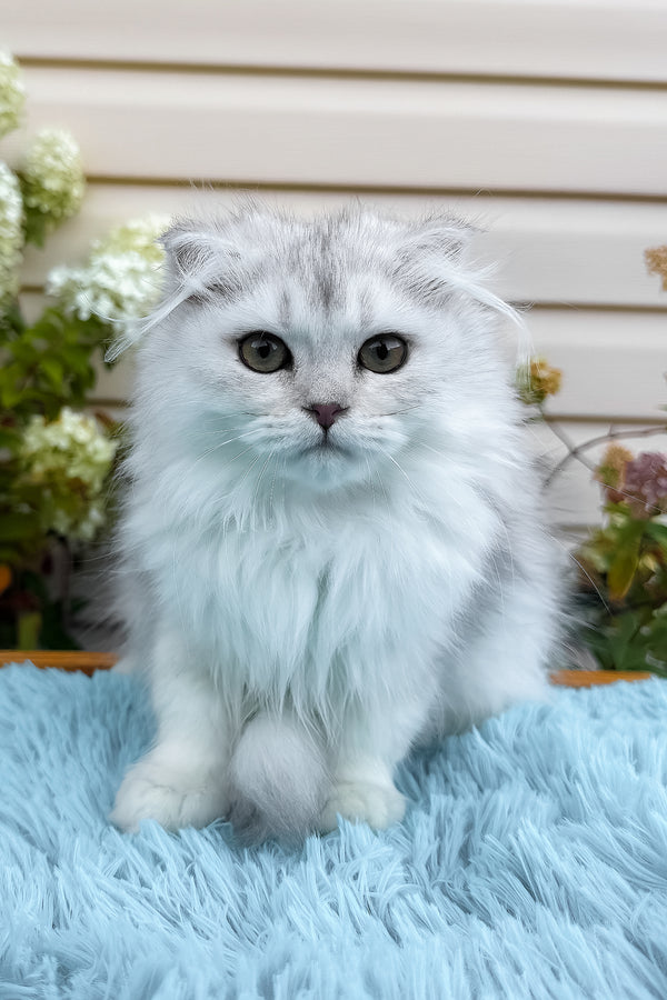 Erik | Scottish Fold Longhair Kitten