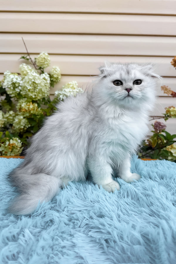 Erik | Scottish Fold Longhair Kitten