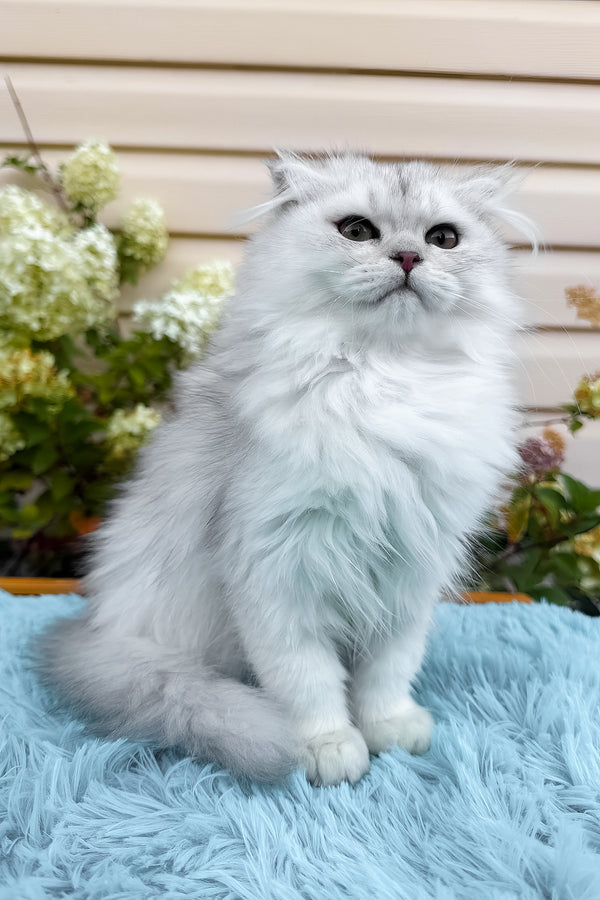 Erik | Scottish Fold Longhair Kitten