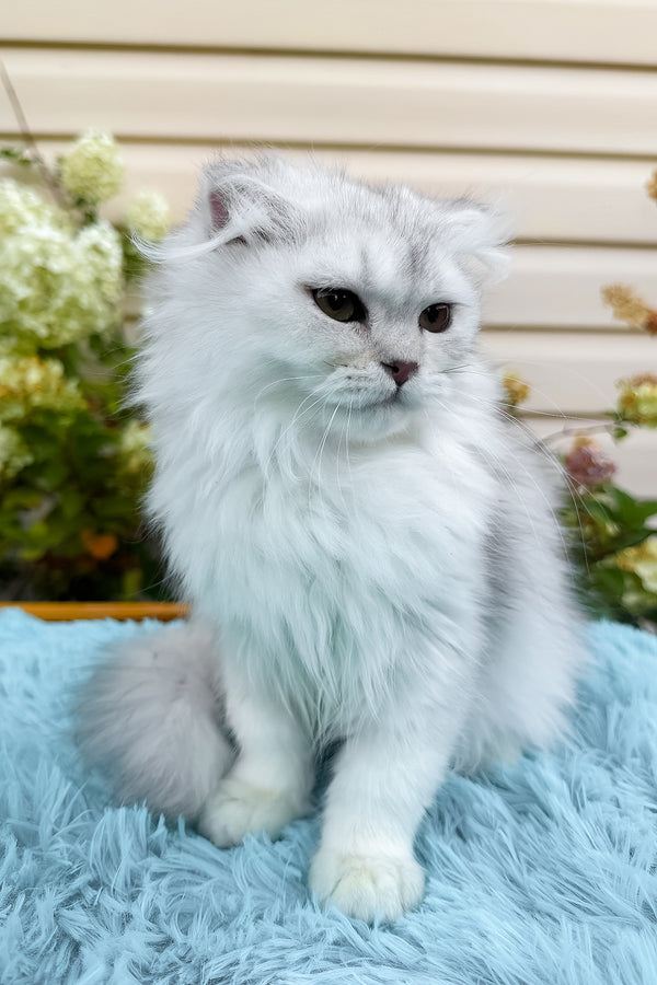 Erik | Scottish Fold Longhair Kitten