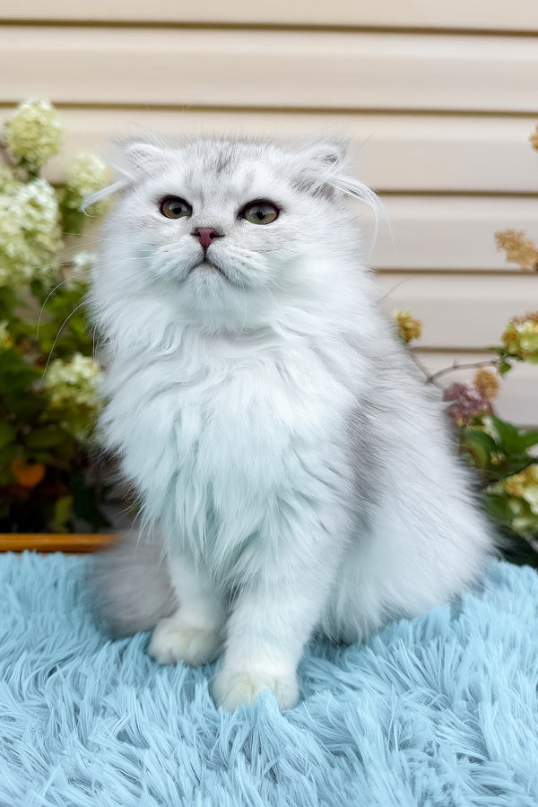 Erik | Scottish Fold Longhair Kitten