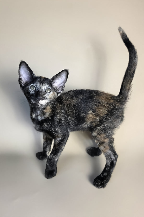 Esmeralda | Oriental Shorthair Kitten