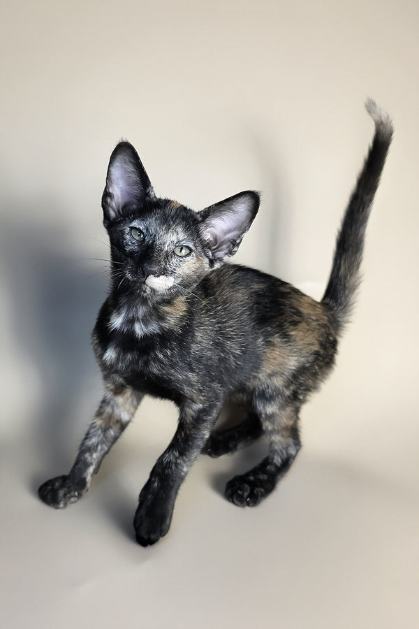 Esmeralda | Oriental Shorthair Kitten