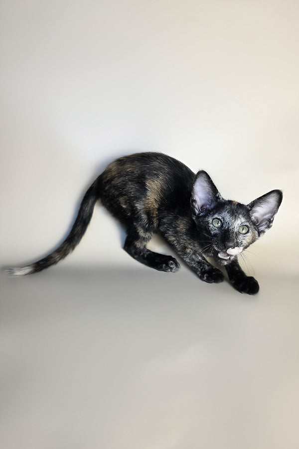 Esmeralda | Oriental Shorthair Kitten