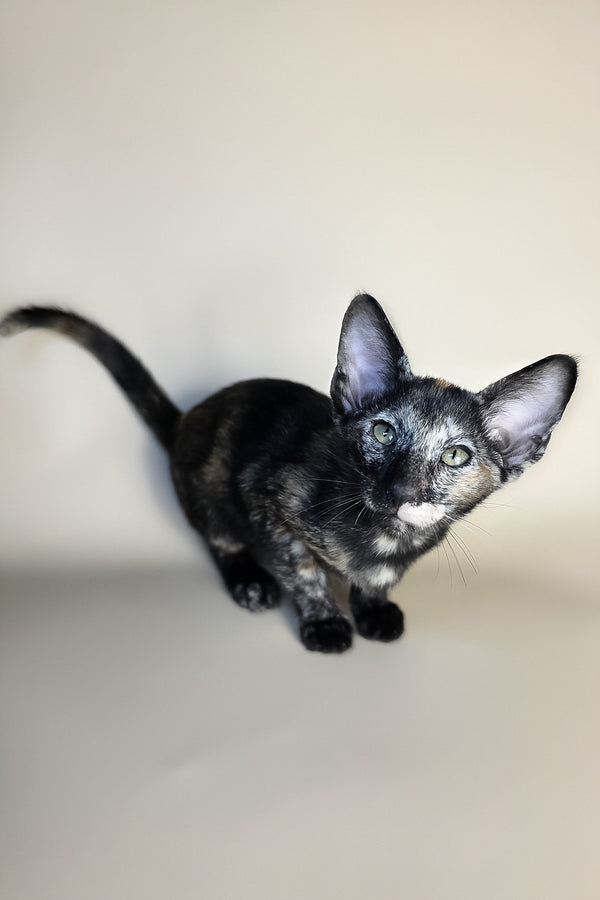 Esmeralda | Oriental Shorthair Kitten