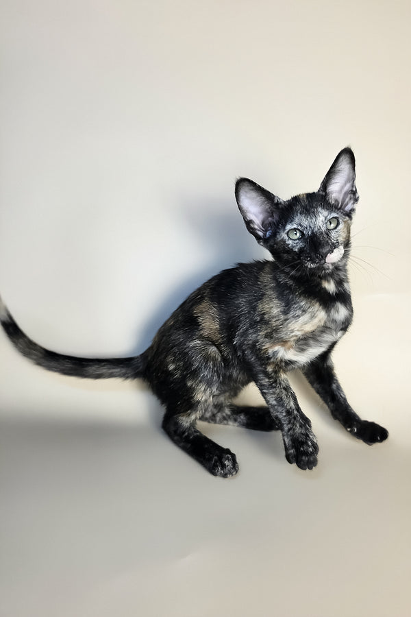 Esmeralda | Oriental Shorthair Kitten
