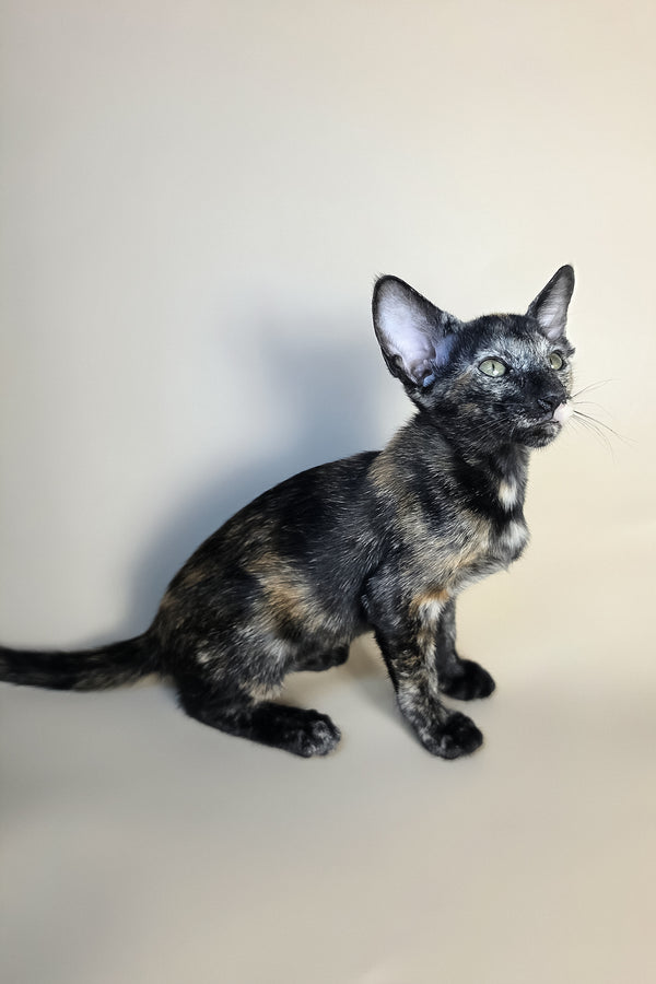 Esmeralda | Oriental Shorthair Kitten
