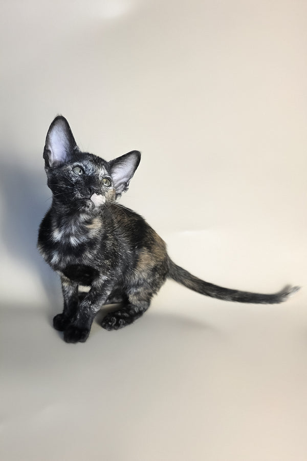 Esmeralda | Oriental Shorthair Kitten