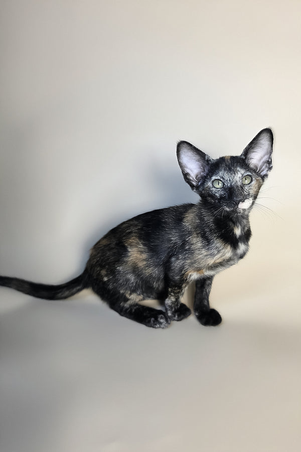 Esmeralda | Oriental Shorthair Kitten