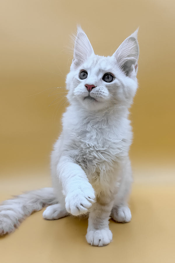 Fabian | Maine Coon Kitten