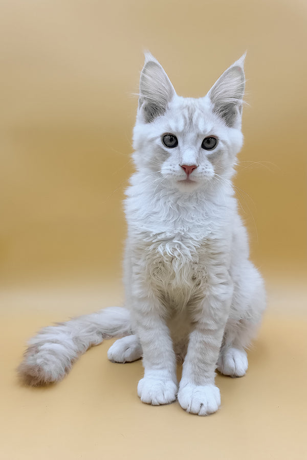 Fabian | Maine Coon Kitten