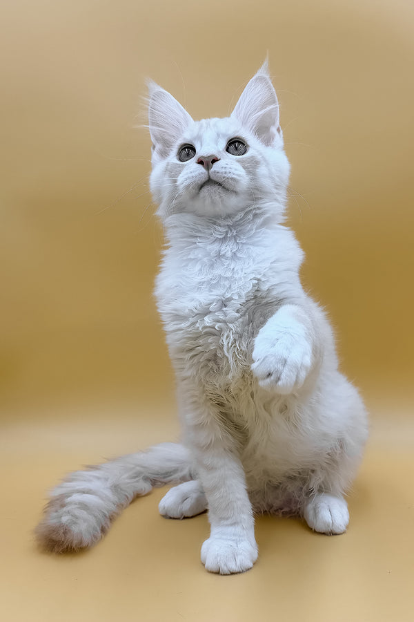Fabian | Maine Coon Kitten