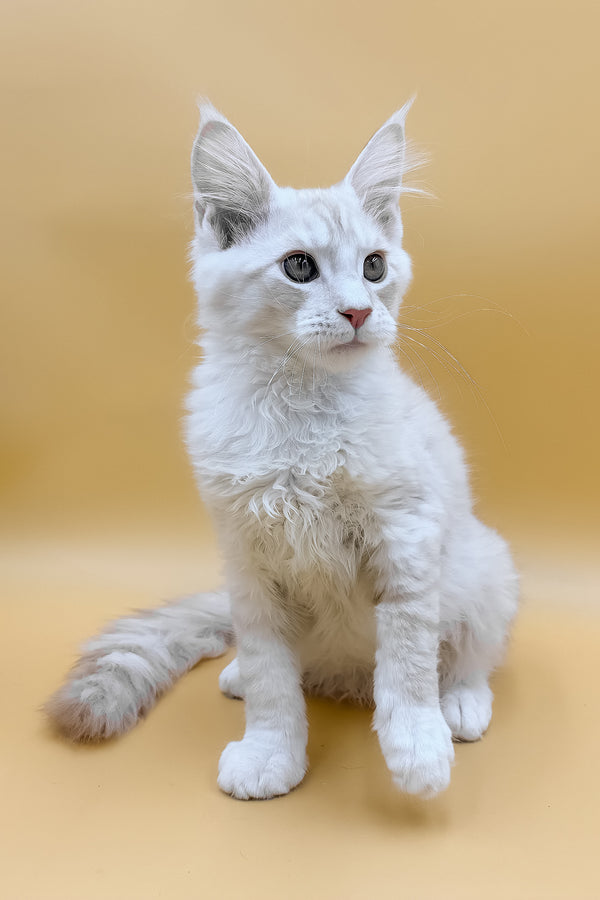 Fabian | Maine Coon Kitten