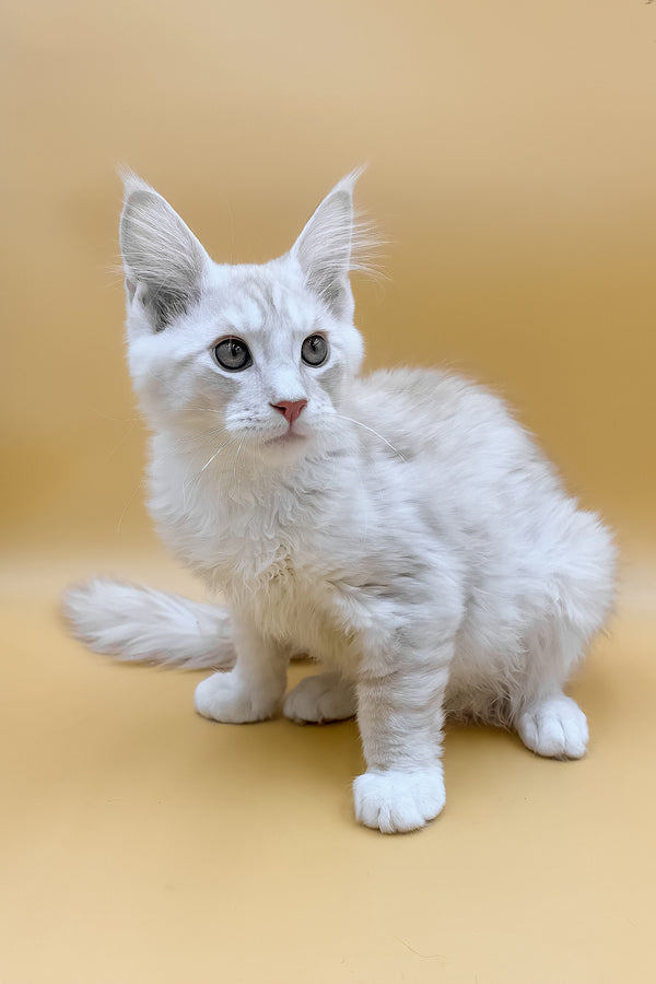 Fabian | Maine Coon Kitten