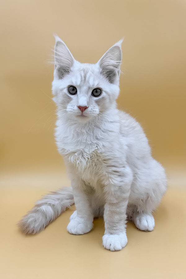 Fabian | Maine Coon Kitten