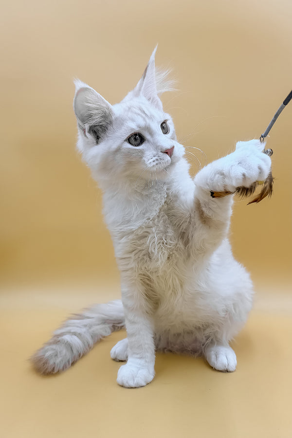 Fabian | Maine Coon Kitten