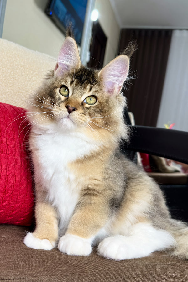 Falcon | Golden Maine Coon Kitten