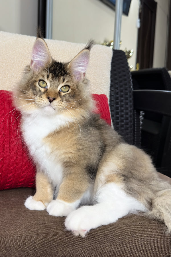 Falcon | Golden Maine Coon Kitten