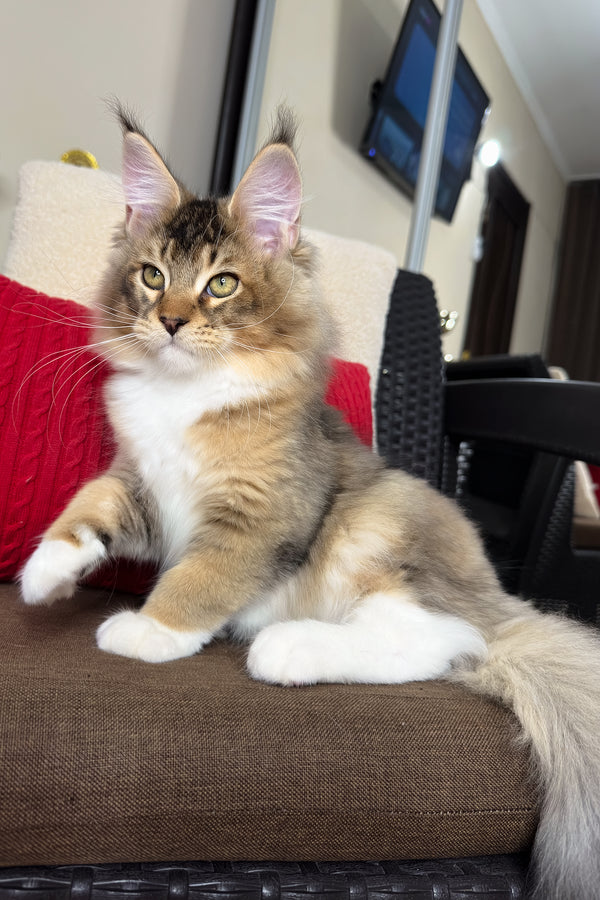 Falcon | Golden Maine Coon Kitten