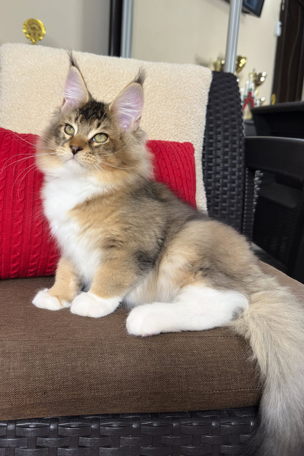 Falcon | Golden Maine Coon Kitten