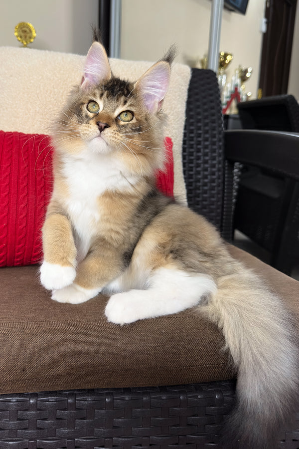 Falcon | Golden Maine Coon Kitten