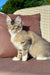 Farianna | Golden Maine Coon Kitten