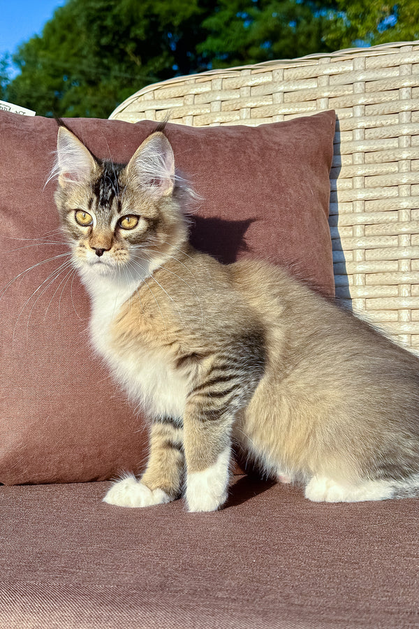 Farianna | Golden Maine Coon Kitten