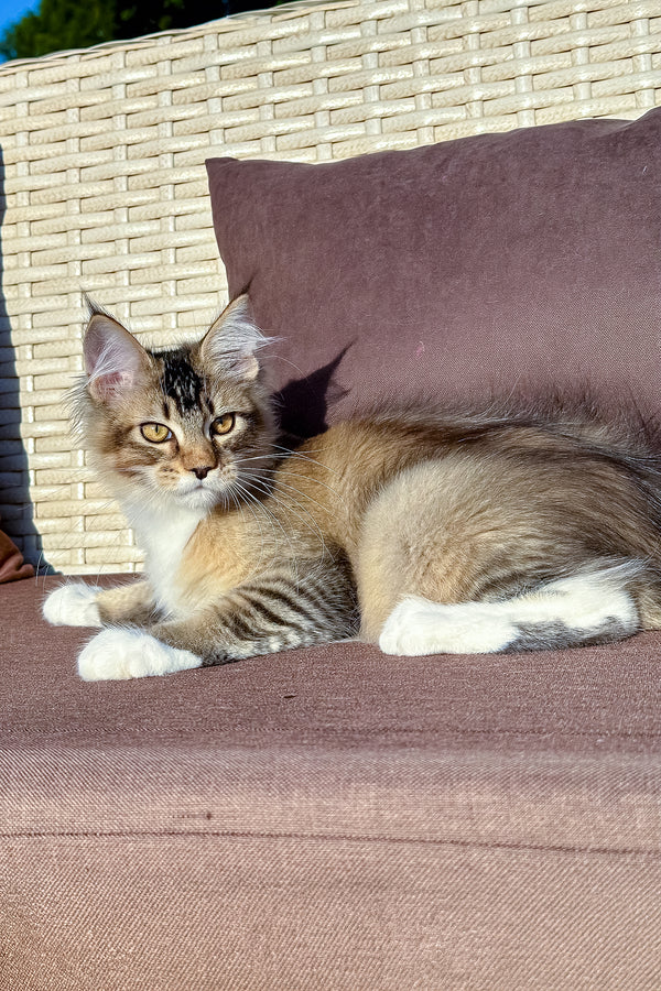 Farianna | Golden Maine Coon Kitten