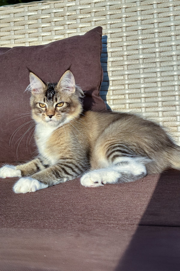 Farianna | Golden Maine Coon Kitten