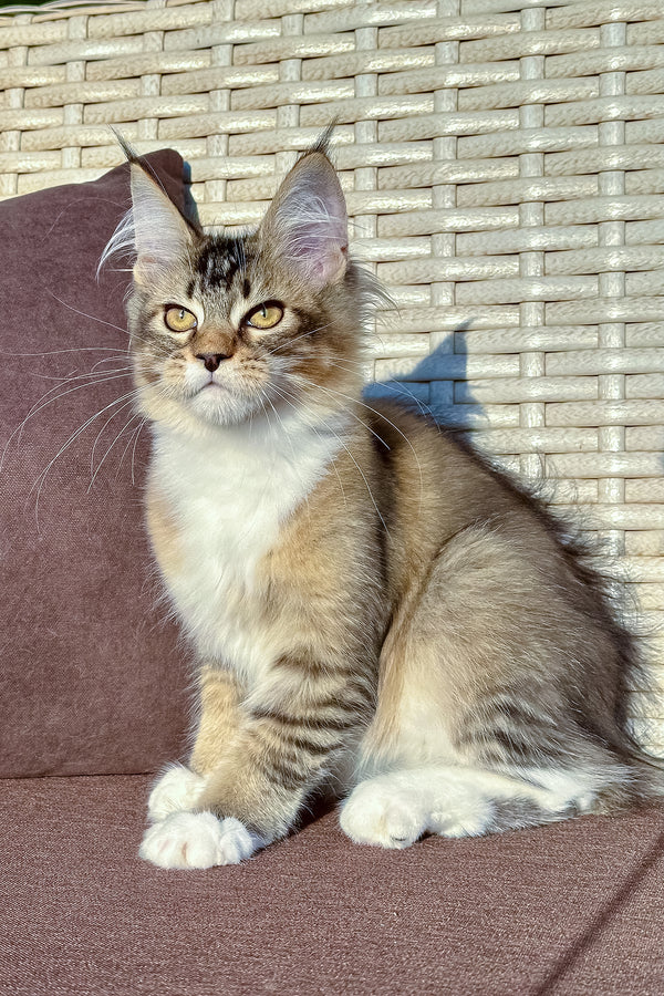 Farianna | Golden Maine Coon Kitten