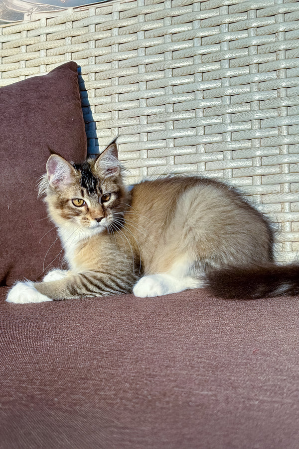 Farianna | Golden Maine Coon Kitten