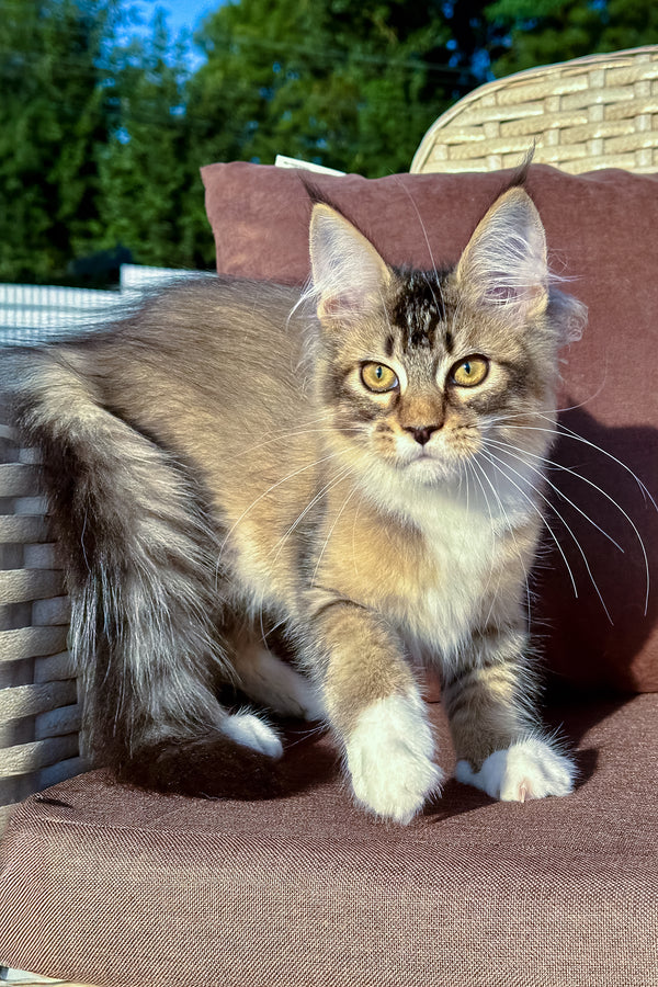 Farianna | Golden Maine Coon Kitten