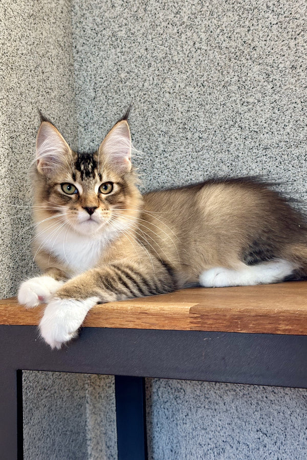 Farianna | Golden Maine Coon Kitten