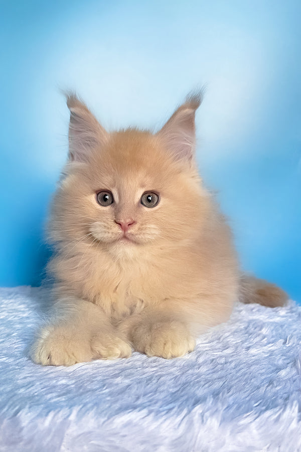 Favorit | Polydactyl Maine Coon Kitten