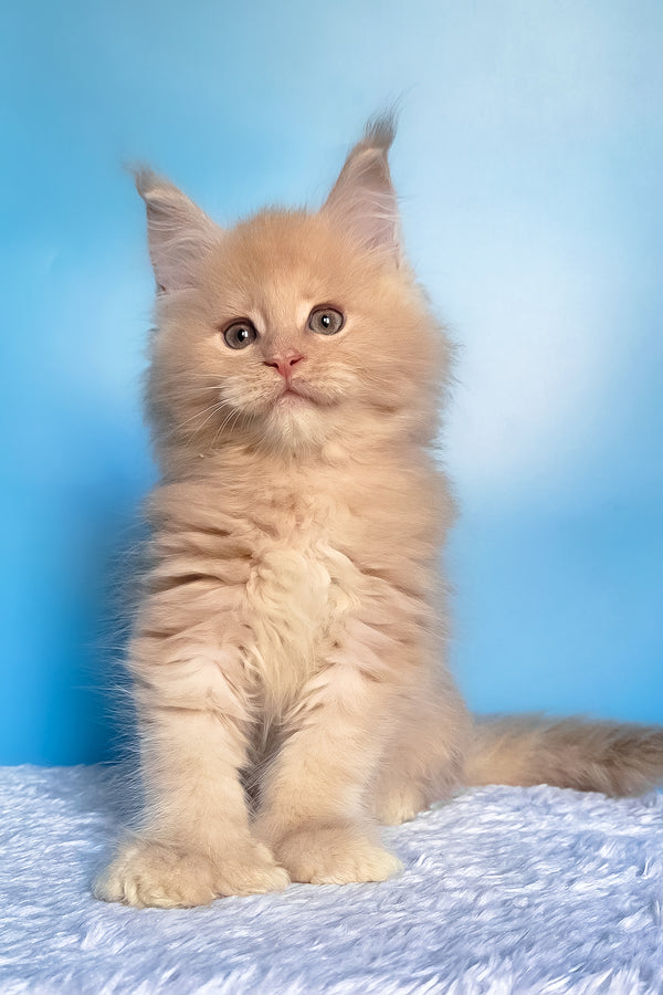 Favorit | Polydactyl Maine Coon Kitten