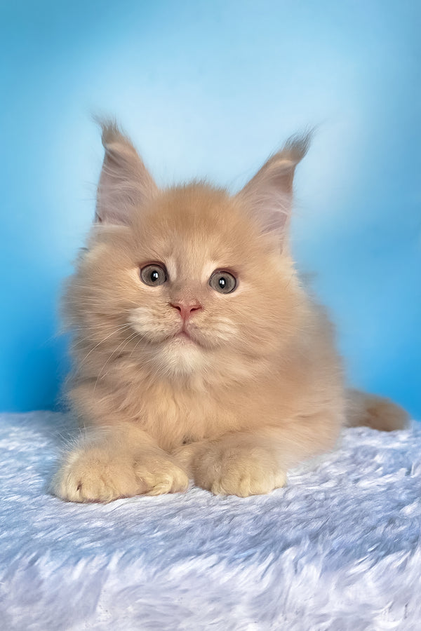Favorit | Polydactyl Maine Coon Kitten