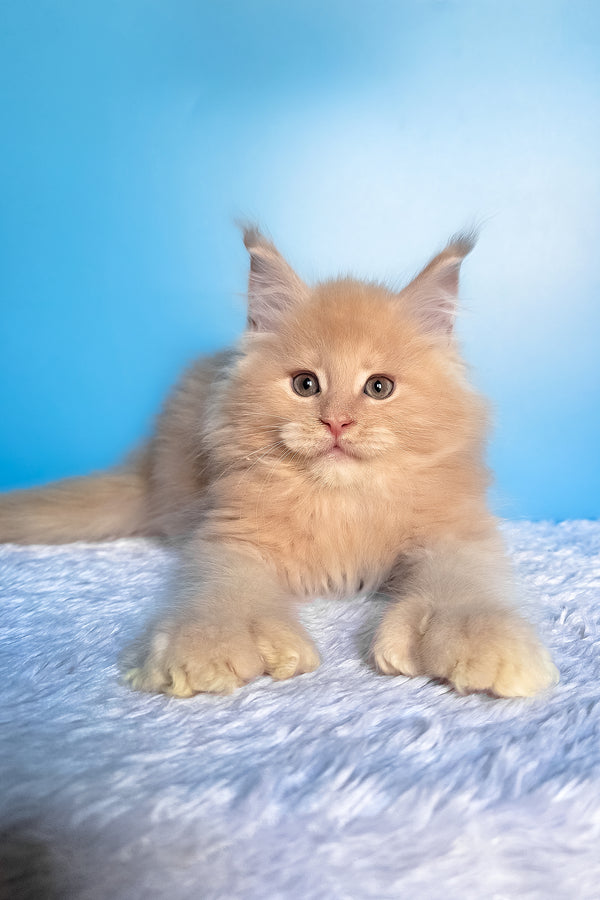 Favorit | Polydactyl Maine Coon Kitten