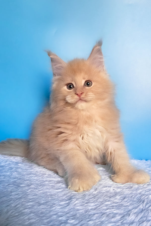 Favorit | Polydactyl Maine Coon Kitten