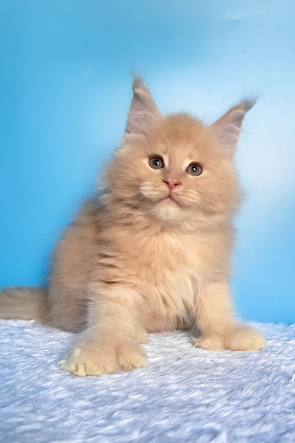 Favorit | Polydactyl Maine Coon Kitten