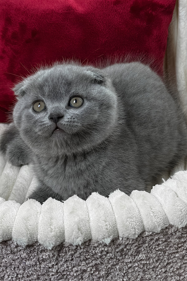 Felix | Scottish Fold Kitten