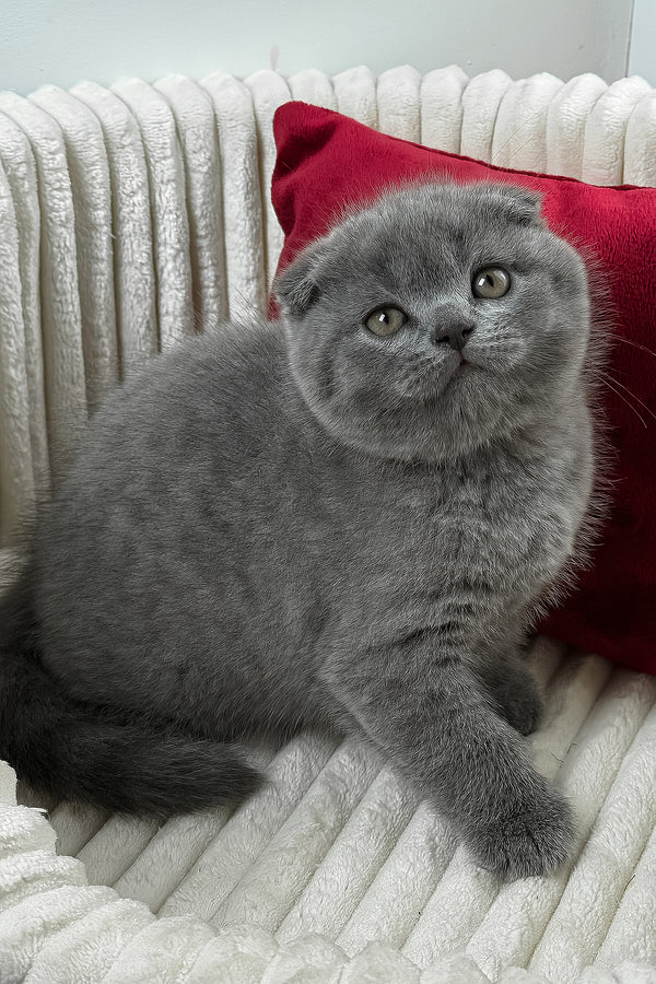 Felix | Scottish Fold Kitten