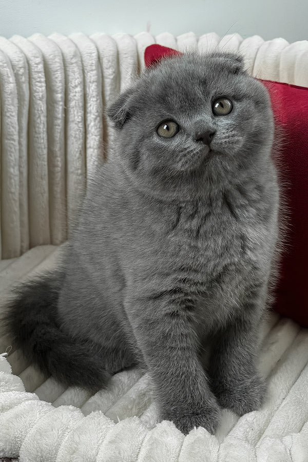 Felix | Scottish Fold Kitten