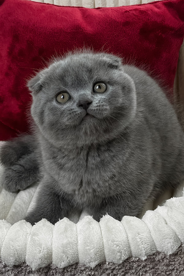Felix | Scottish Fold Kitten