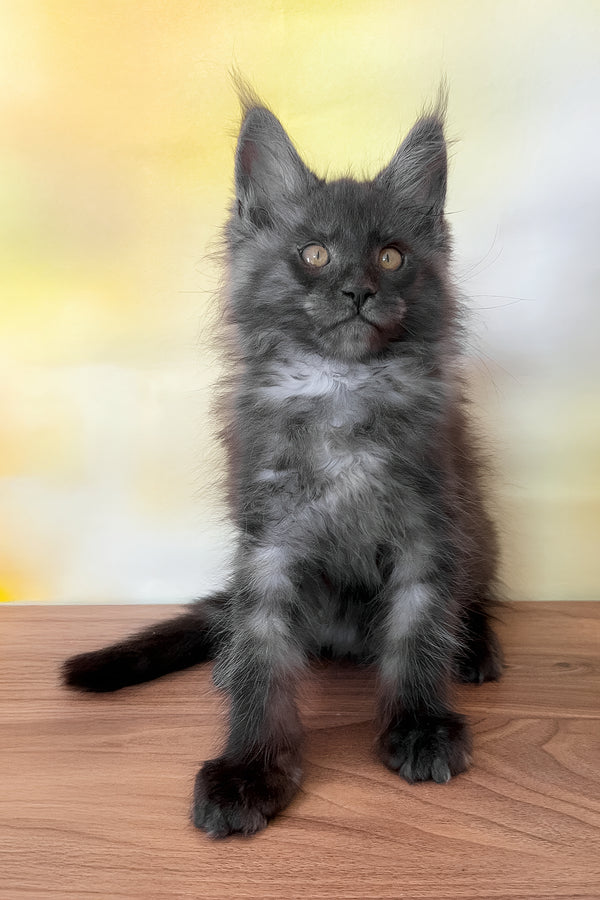 Fenika | Maine Coon Kitten