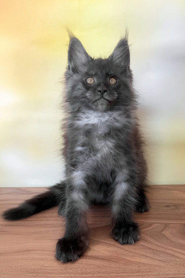 Fenika | Maine Coon Kitten