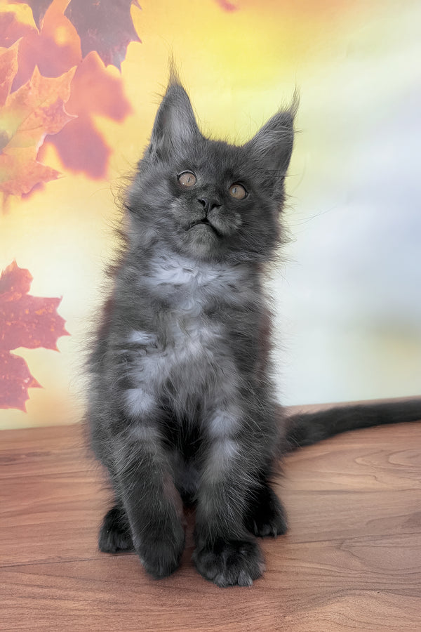 Fenika | Maine Coon Kitten