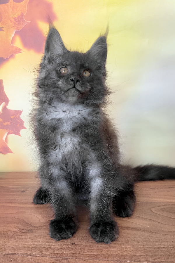 Fenika | Maine Coon Kitten