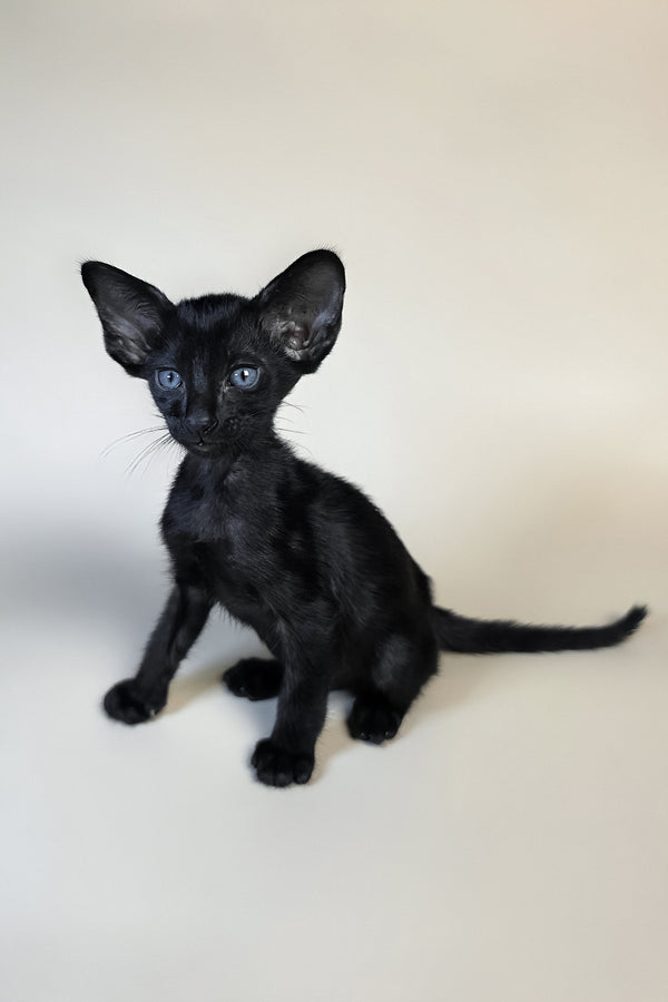 Finn | Oriental Shorthair Kitten