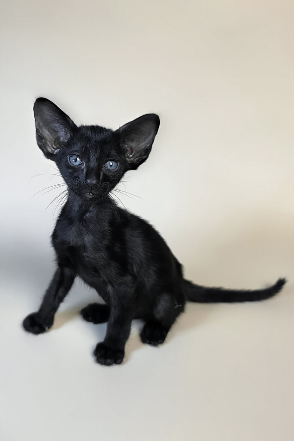 Finn | Oriental Shorthair Kitten