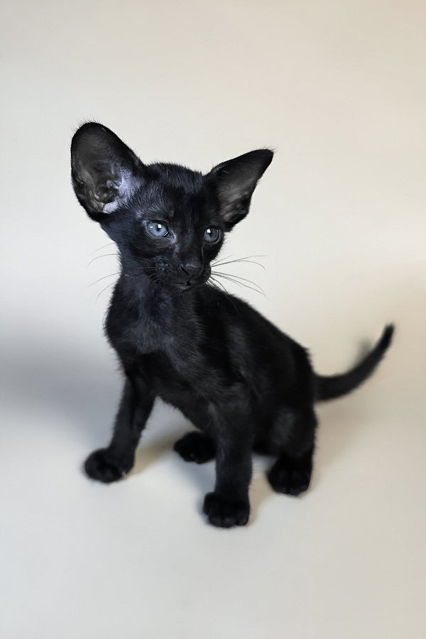 Finn | Oriental Shorthair Kitten